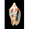deshayesi 75,0mm