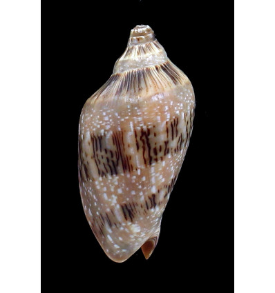 nivosa 63,0mm