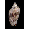nivosa 63,0mm