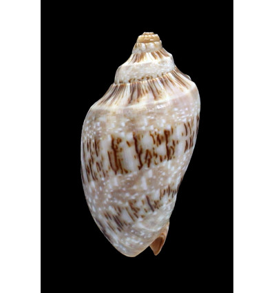 nivosa 65,0mm