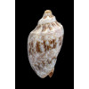 nivosa 65,0mm