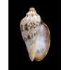 nivosa 65,0mm