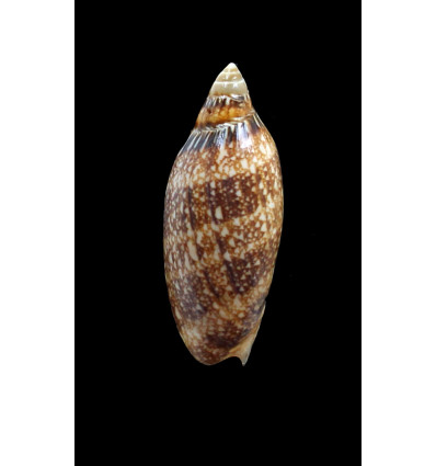 damonii reticulata 67,0mm