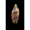 damonii reticulata 67,0mm