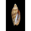 damonii reticulata 67,0mm