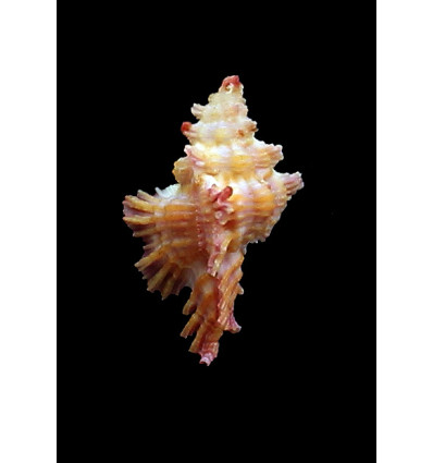 laqueatus 32,0mm COLORFUL