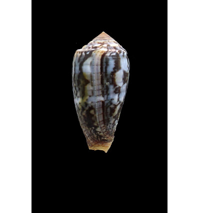monachus 50,0mm NC