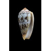 monachus 50,0mm NC