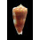 moluccensis 52,0mm BIG