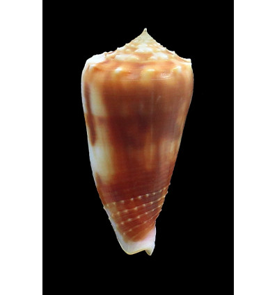 moluccensis 52,0mm BIG