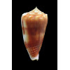 moluccensis 52,0mm BIG
