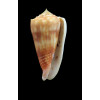 moluccensis 52,0mm BIG