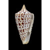 spurius lorenzianus 63,0mm