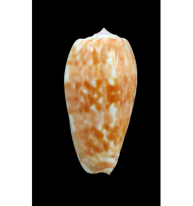 bullatus pongo 62,0mm REUNION