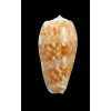 bullatus pongo 62,0mm REUNION