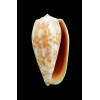 bullatus pongo 62,0mm REUNION