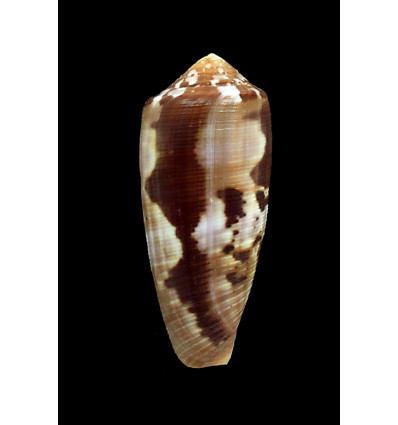 circumcisus 62,7mm NICE