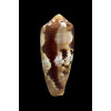 circumcisus 62,7mm NICE