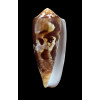 circumcisus 62,7mm NICE