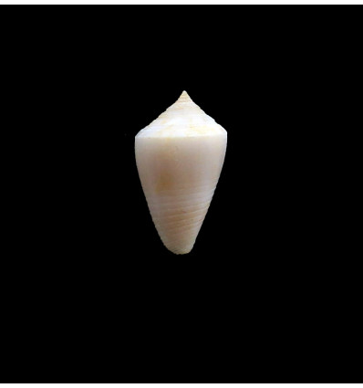 sydneyensis 22,0mm