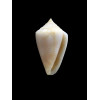 sydneyensis 22,0mm