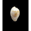 coronata 30,0mm SUPERB