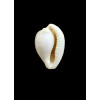 coronata 30,0mm SUPERB