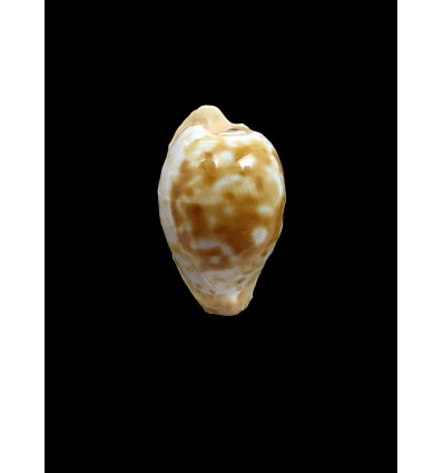 coronata 29,7mm SUPERB