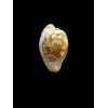 coronata 29,7mm SUPERB