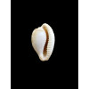 coronata 29,7mm SUPERB