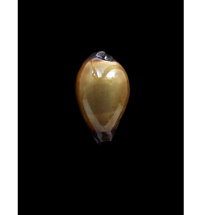 succincta persica 28,0mm DWARF