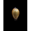 succincta persica 28,0mm DWARF