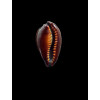 succincta persica 28,0mm DWARF