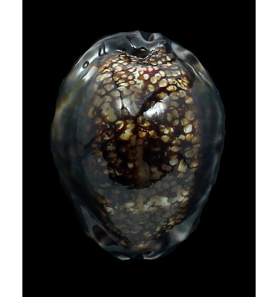 maculifera 60,0mm DARK