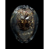 maculifera 60,0mm DARK