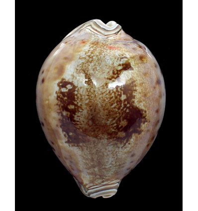 valentia 88,0mm