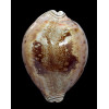 valentia 88,0mm