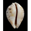 valentia 88,0mm