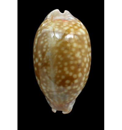 zebra 103,0mm