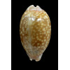 zebra 103,0mm