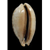 zebra 103,0mm
