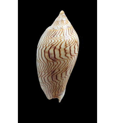undulata 88,0mm SUPERB PATTERN