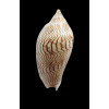 undulata 88,0mm SUPERB PATTERN