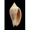 undulata 88,0mm SUPERB PATTERN