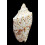 pulchra peristica 66,0mm