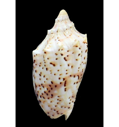 pulchra peristica 66,0mm