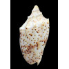 pulchra peristica 66,0mm