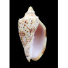 pulchra peristica 66,0mm