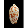 rutila ceraunia 77,0mm