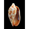 rutila ceraunia 77,0mm
